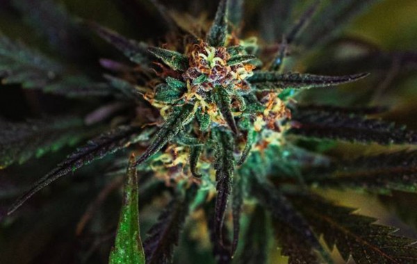 CBD kvety – čo v sebe ukrýva cannabis flower?