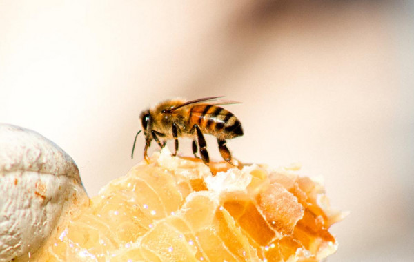 Včelí peľ: Zázrak prírody, vhodný aj na konzumáciu